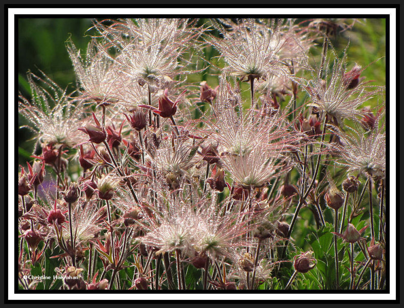 Prairie smoke (Geum triflorum)