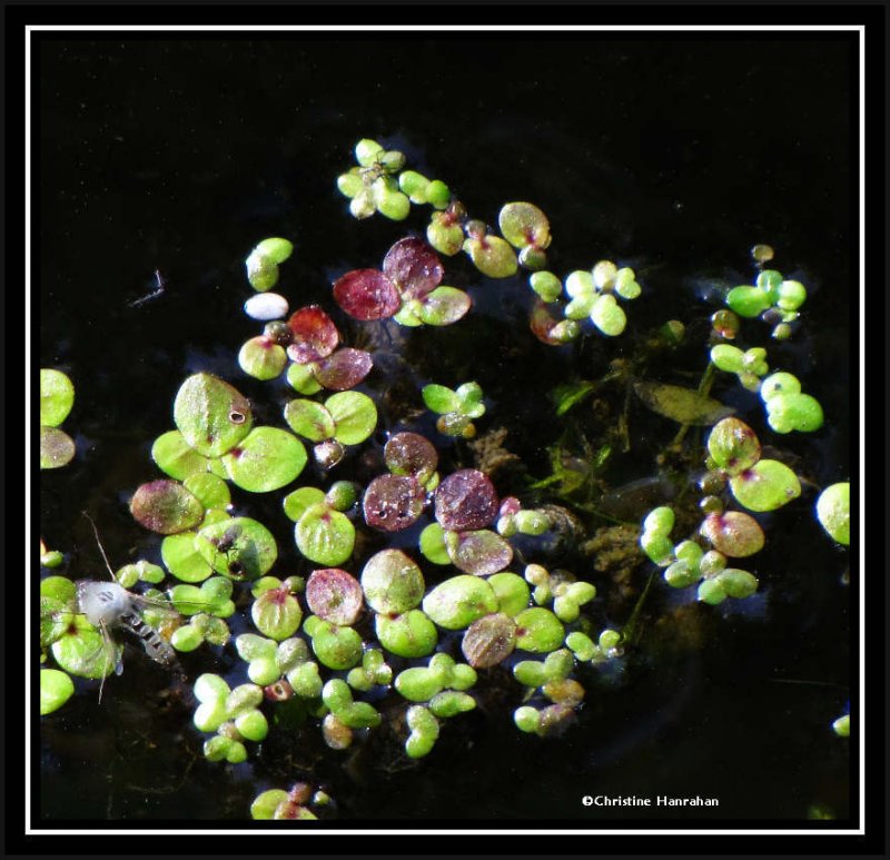 Duckweed (Lemna minor)