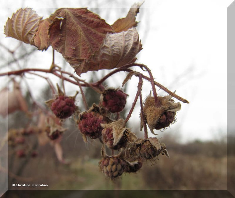 Winter raspberries