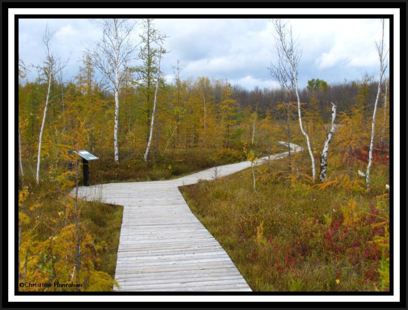 Mer Bleue bog boardwalk