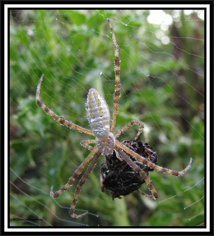 Banded argiope (Argiope trifasciata), female