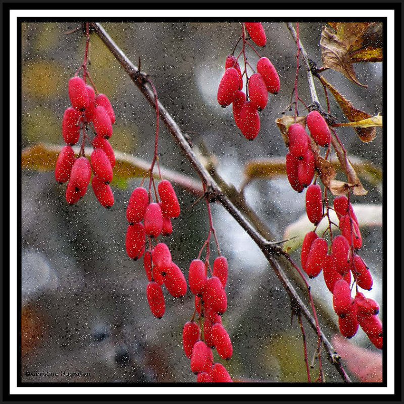 Berberis vulgaris fruit