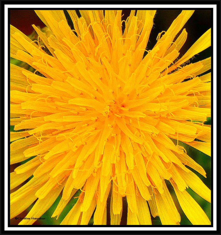 Sow thistle (Sonchus)