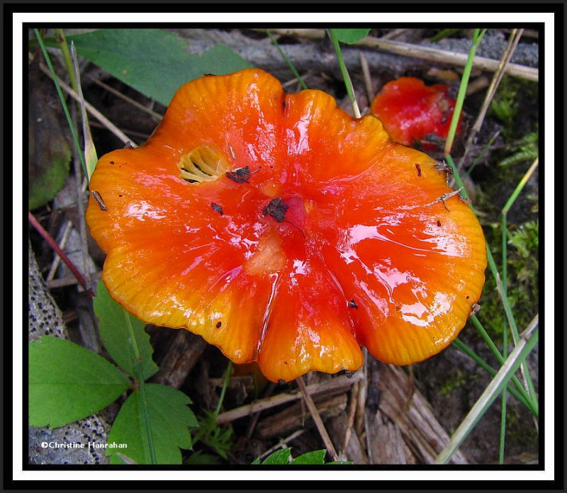 Hygrocybe