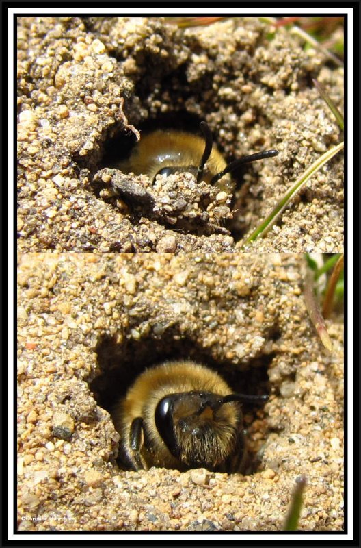 Plasterer bee constructing nest (Colletes)