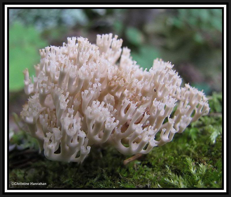 Coral fungus (Ramaria?)