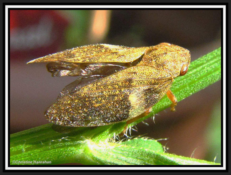 Spittlebug, probably Meadow Spittlebug (Philaneus spumarius)
