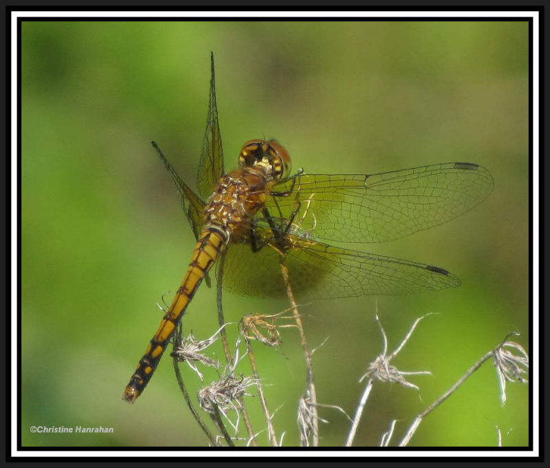 Band-winged meadowhawk (Sympetrum semicinctum)