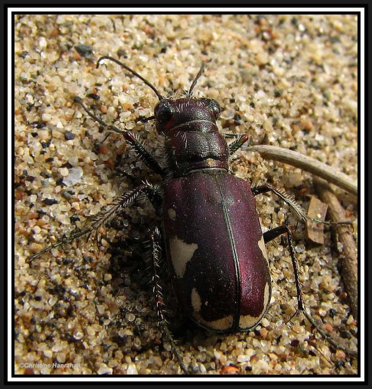 Tiger beetle (cicindela scutellaris)