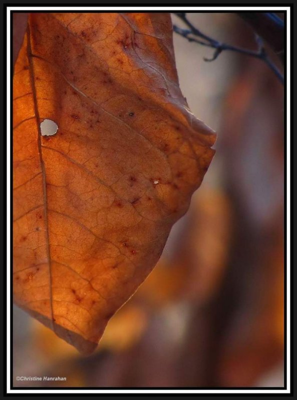 Winter leaf