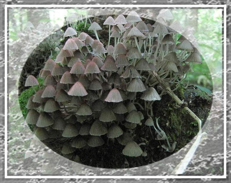 Mushrooms, probably Coprinus