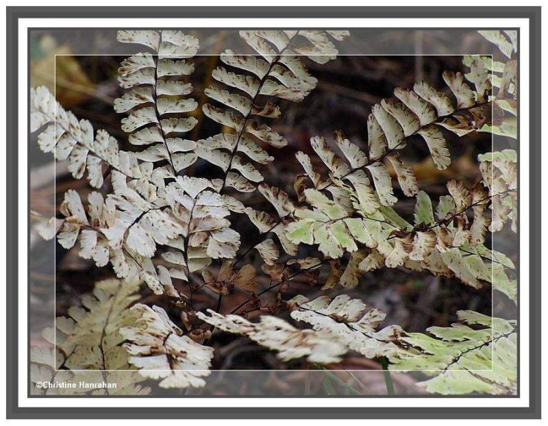 Maidenhair fern in autumn (Adiantum pedatum)