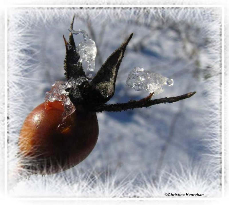 Rosehip and ice