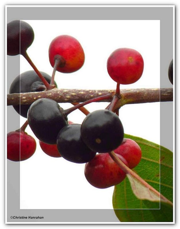 Glossy buckthorn fruit  (Rhamnus frangula)
