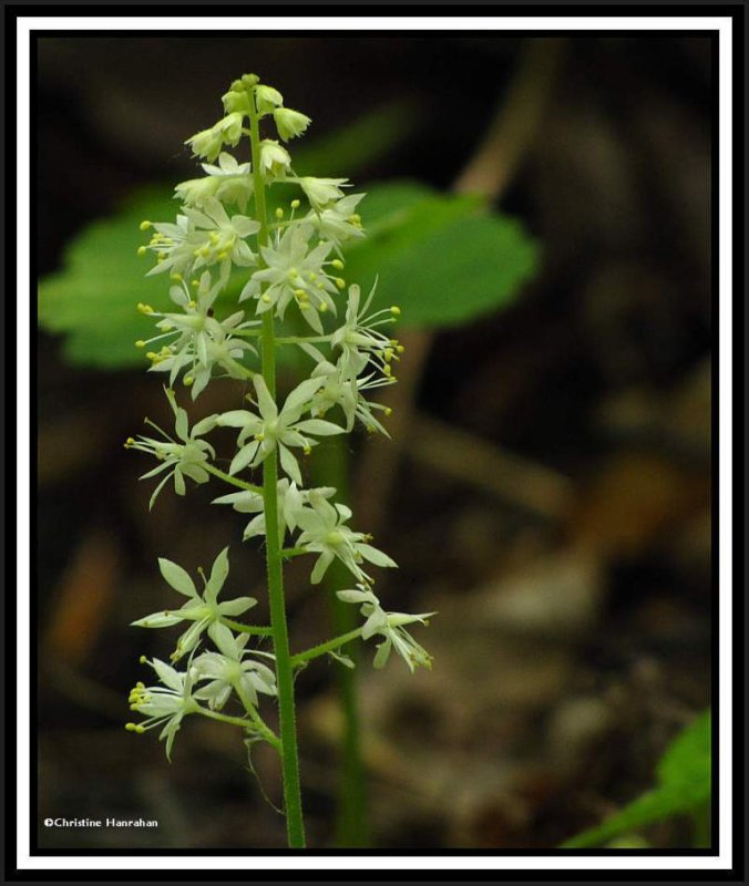 Foamflower (Tiarella cordifolia)