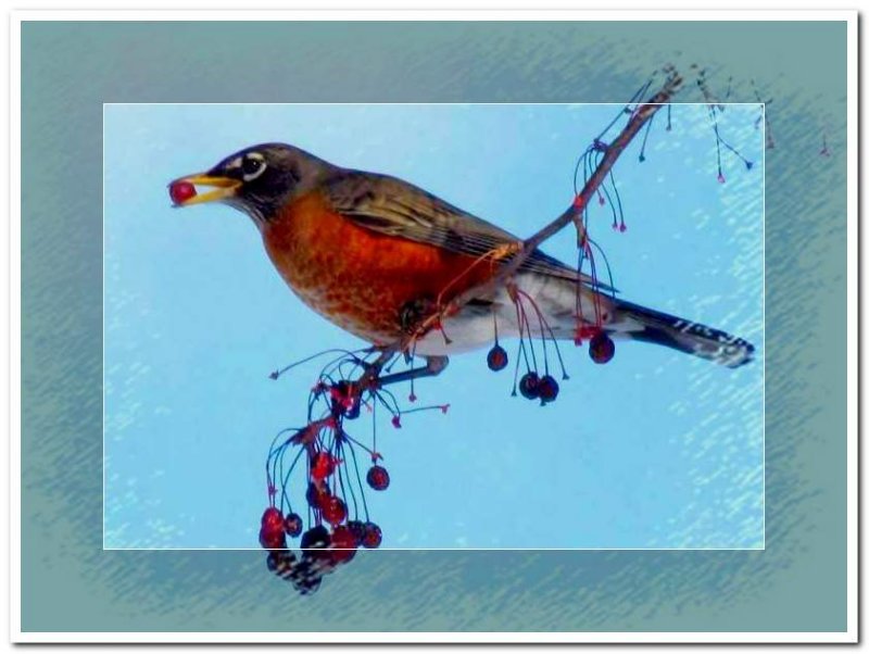 American robin with crabapple