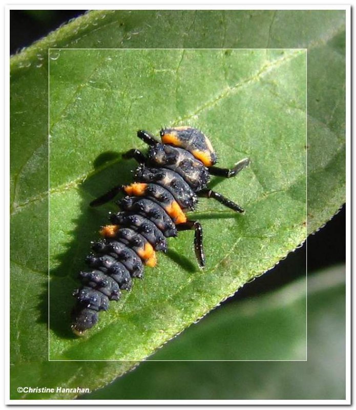 Ladybeetle larva (Coccinella septempunctata)