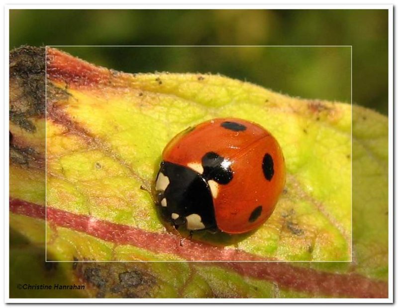 Seven-spotted lady beetle (Coccinella septempunctata)