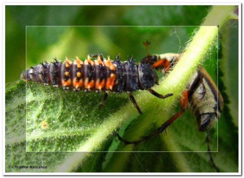 Asian ladybeetle (Harmonia  axyridis) larva and Rose Chafer beetle
