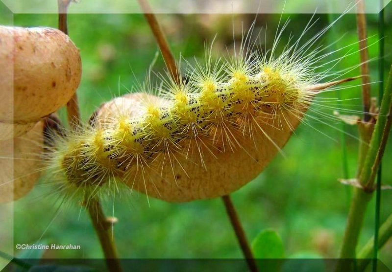Salt Marsh Moth caterpillar (Estigmene acrea), #8131