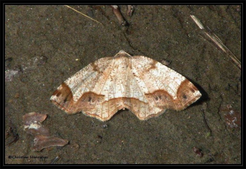 Alien probole moth (Probole alienaria)  #6837