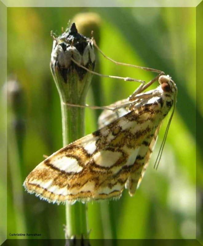 Crambid moth (Elophila ekthlipsis), #4747