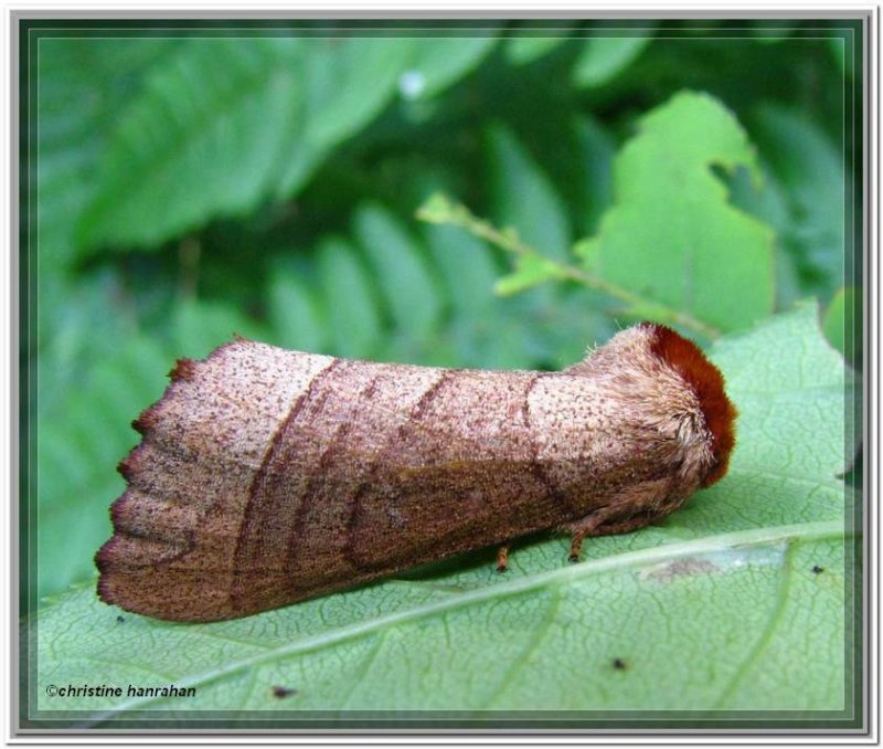 Yellow-necked caterpillar moth (Datana ministra sp.) #7902