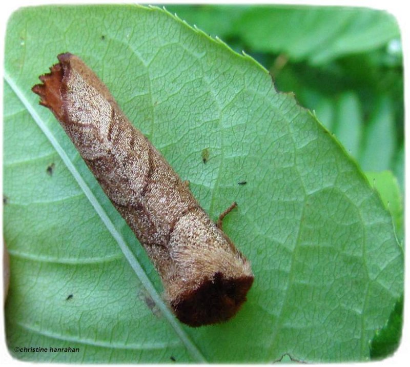 Yellow-necked caterpillar moth (Datana ministra sp.) #7902