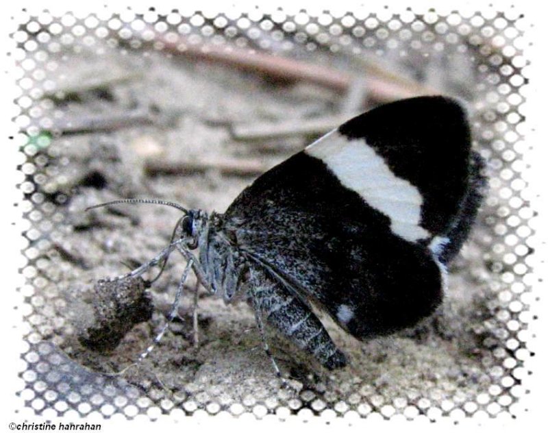 White-striped black moth  (<em>Trichodezia albovittata</em>) #7430