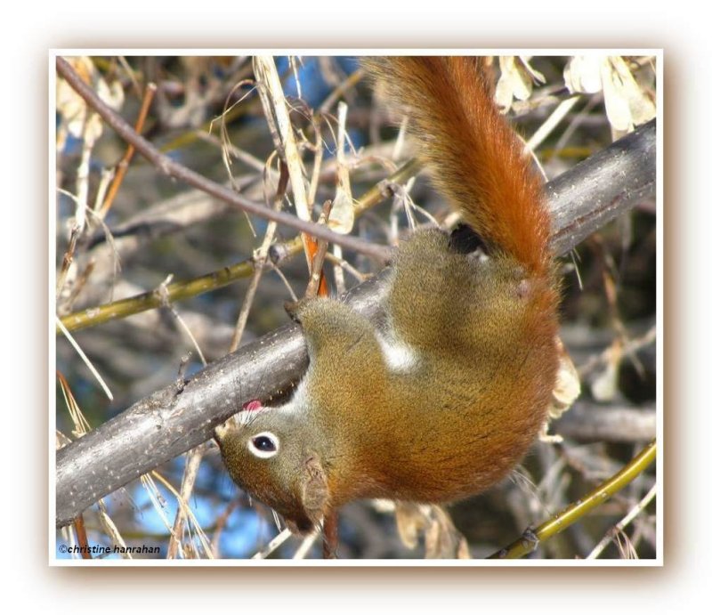Red squirrel seeking maple sap