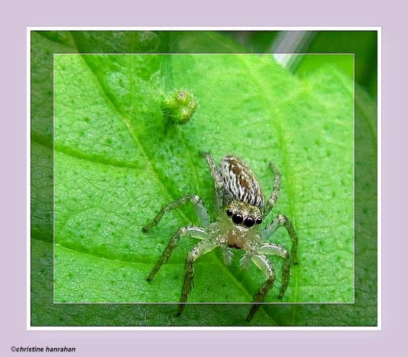 Jumping spider (Maevia inclemens)