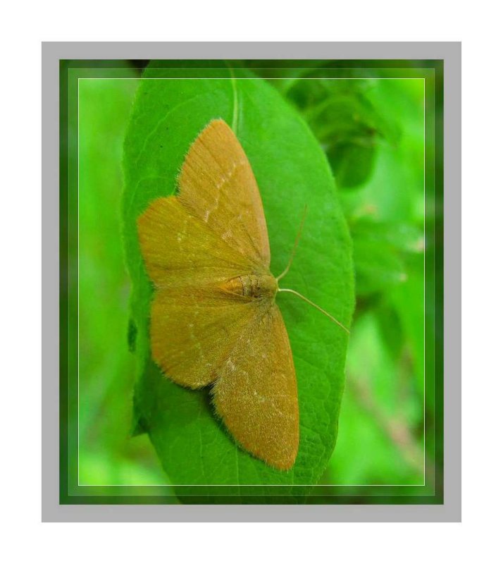 Pistachio emerald  moth (Hethemia pistasciaria), #7084