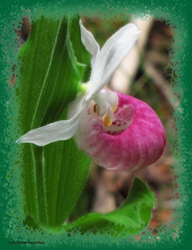 Showy lady-slipper  orchid (Cypripedium reginae)