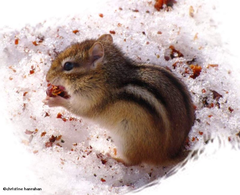 Chipmunk with wild plum