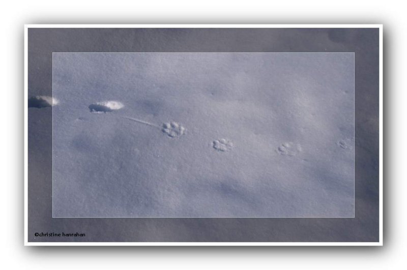 Coyote tracks