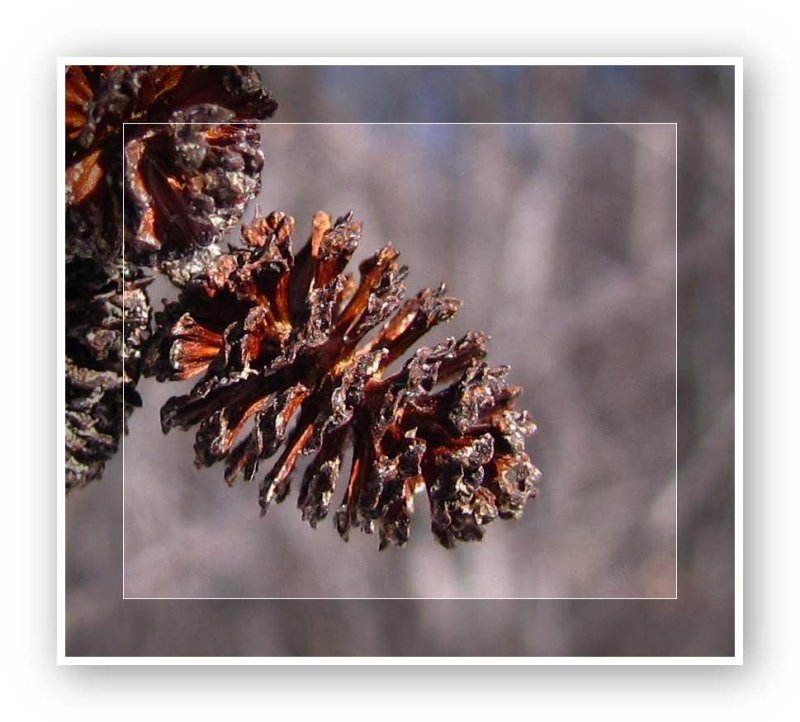 Speckled alder cone or catkin (Alnus incana)