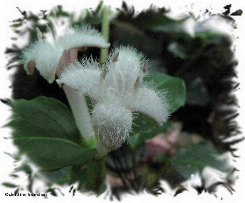 Partridgeberry (Mitchella repens)