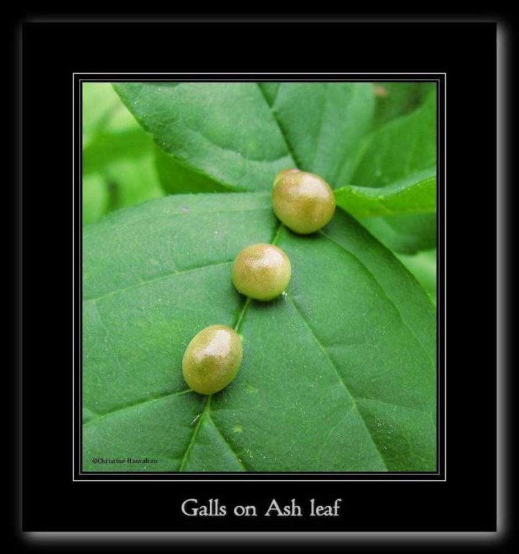 Galls on ash leaf