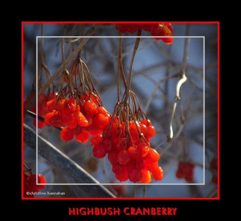 HIghbush cranberry (Viburnum)