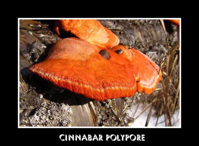 Cinnabar Polypore (Polyporus cinnabarinus)