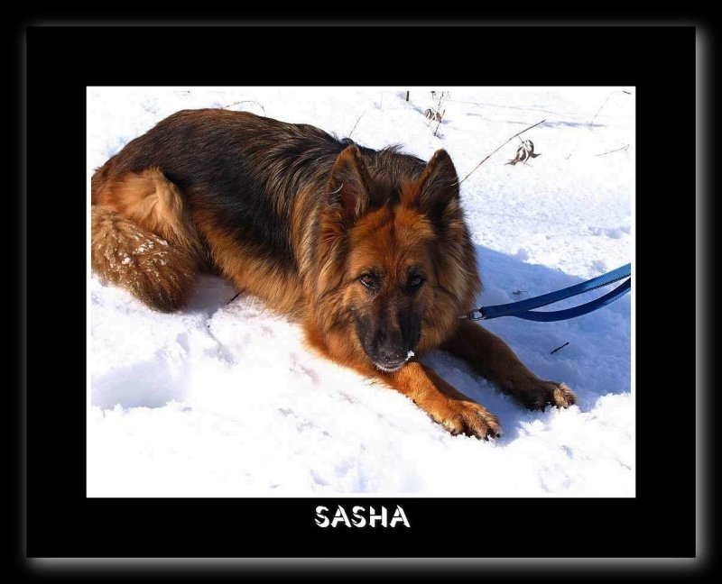Sasha eating snow
