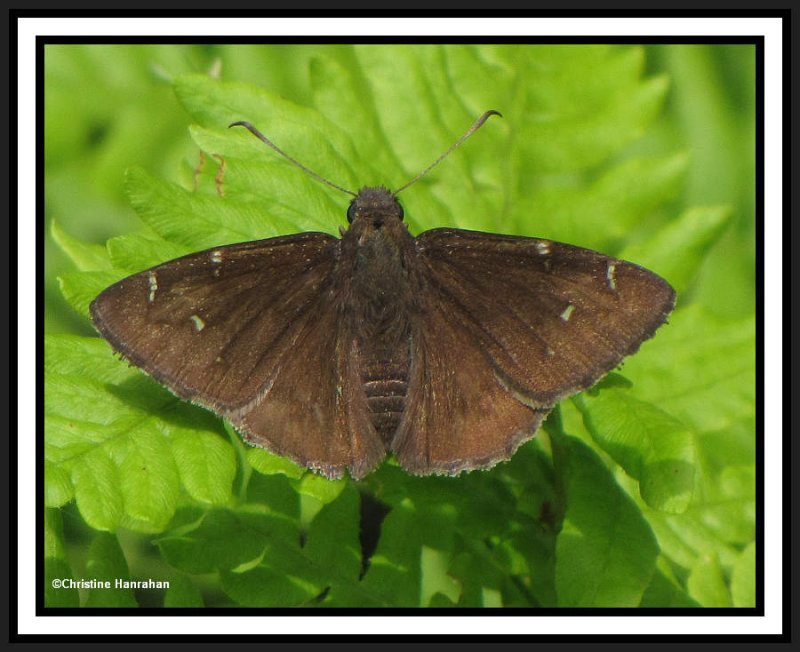 Northern cloudywing (Thorybes pylades)