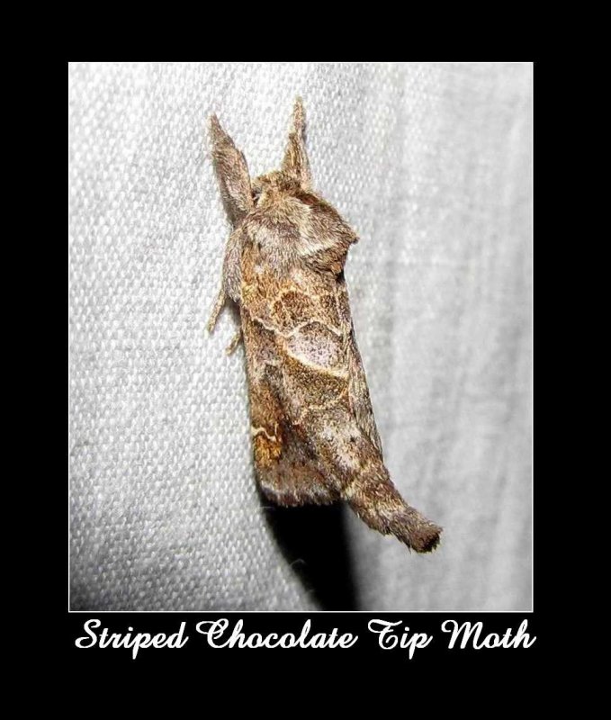Striped chocolate tip moth (Clostera strigosa), #7898