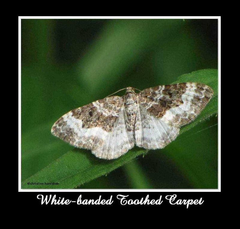 White-banded toothed carpet (Epirrhoe alternata) #7394