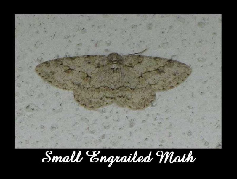 Small engrailed moth (<em>Ectropis crepuscularia</em>), #6597