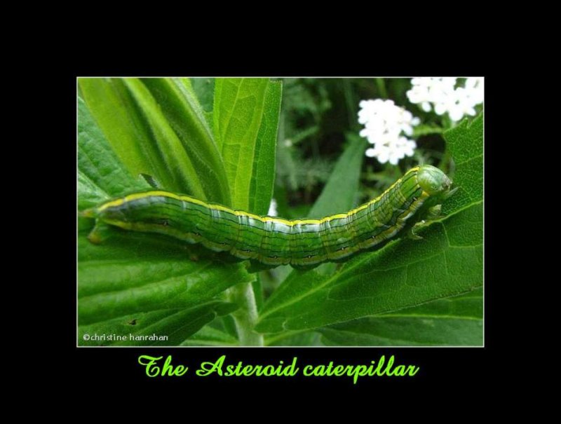 The Asteroid caterpillar (Cucullia asteroides), #10200