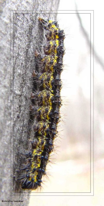 Leconte's Haploa (Haploa lecontei) caterpillar, #8111