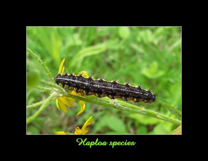 The neighbour moth caterpillar  (Haploa contigua), #8110