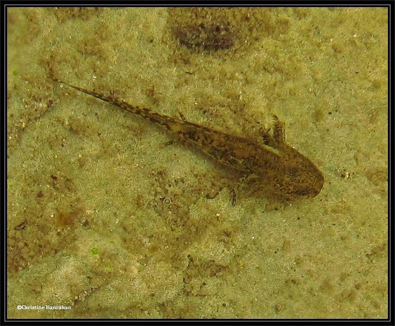 Salamander larva, probably an Ambystoma species