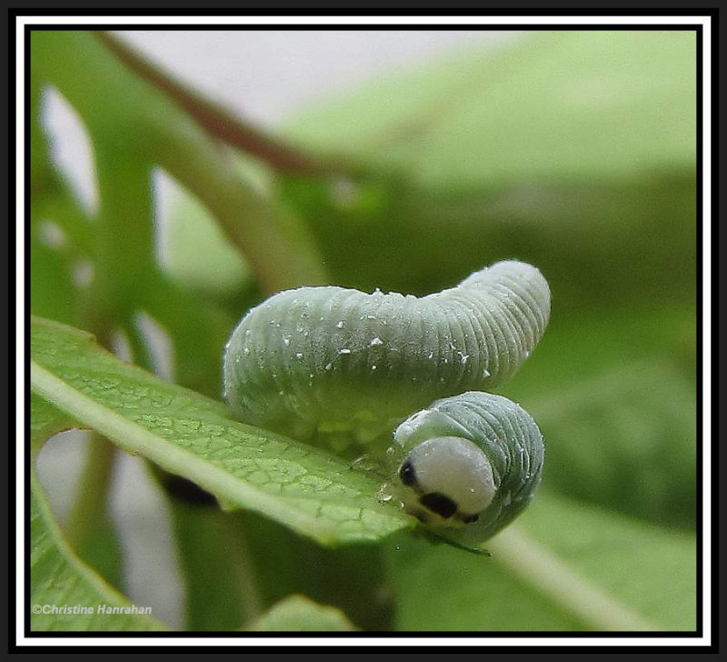 Sawfly larva (FamilyTenthredinidae)